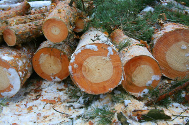 Vue en coupe des arbres de Tchernobyl
